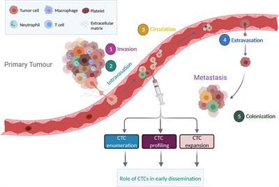 circulating tumor cells research paper